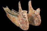 18.2" Running Rhino (Subhyracodon) Skull - South Dakota - #131361-15